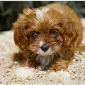 Screenshot_2025-07-31-23-04-59-884-edit_com.android.chrome