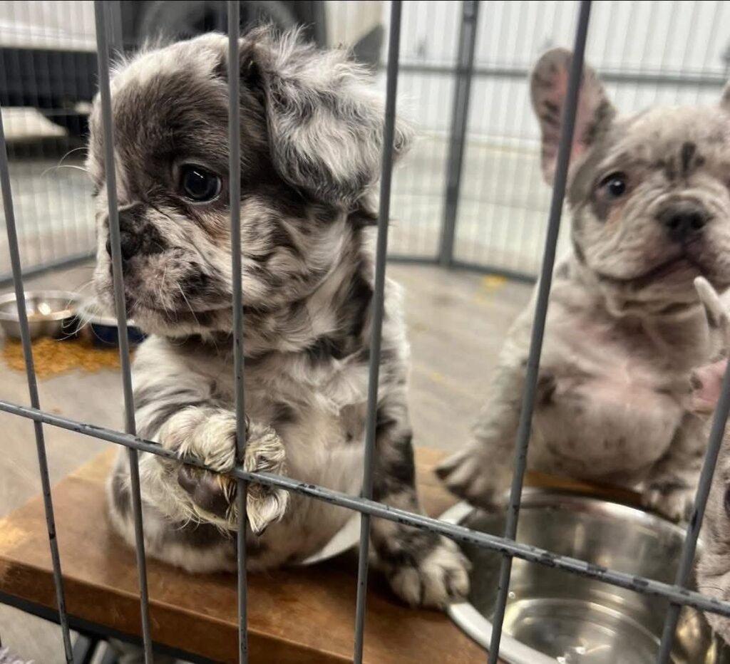 fb img 1770416667233