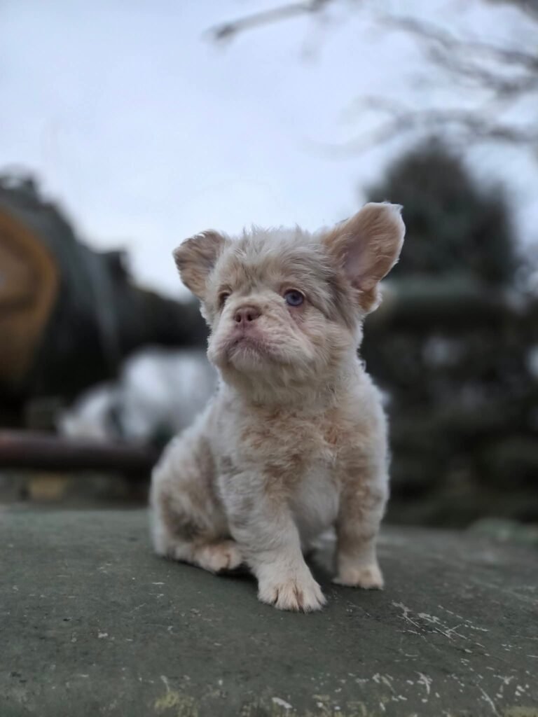 fb img 1770865113720