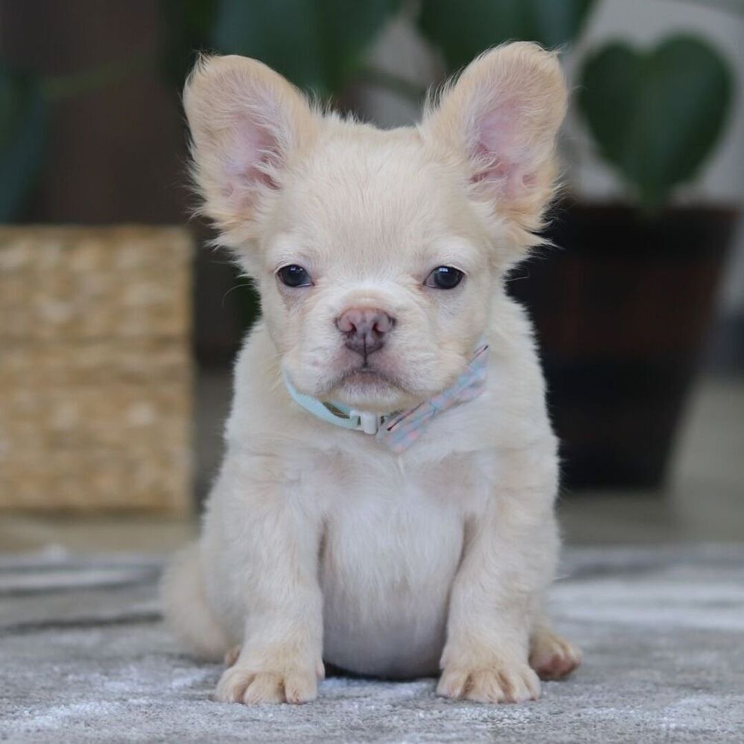 🐾 Hi, I’m Bloom!