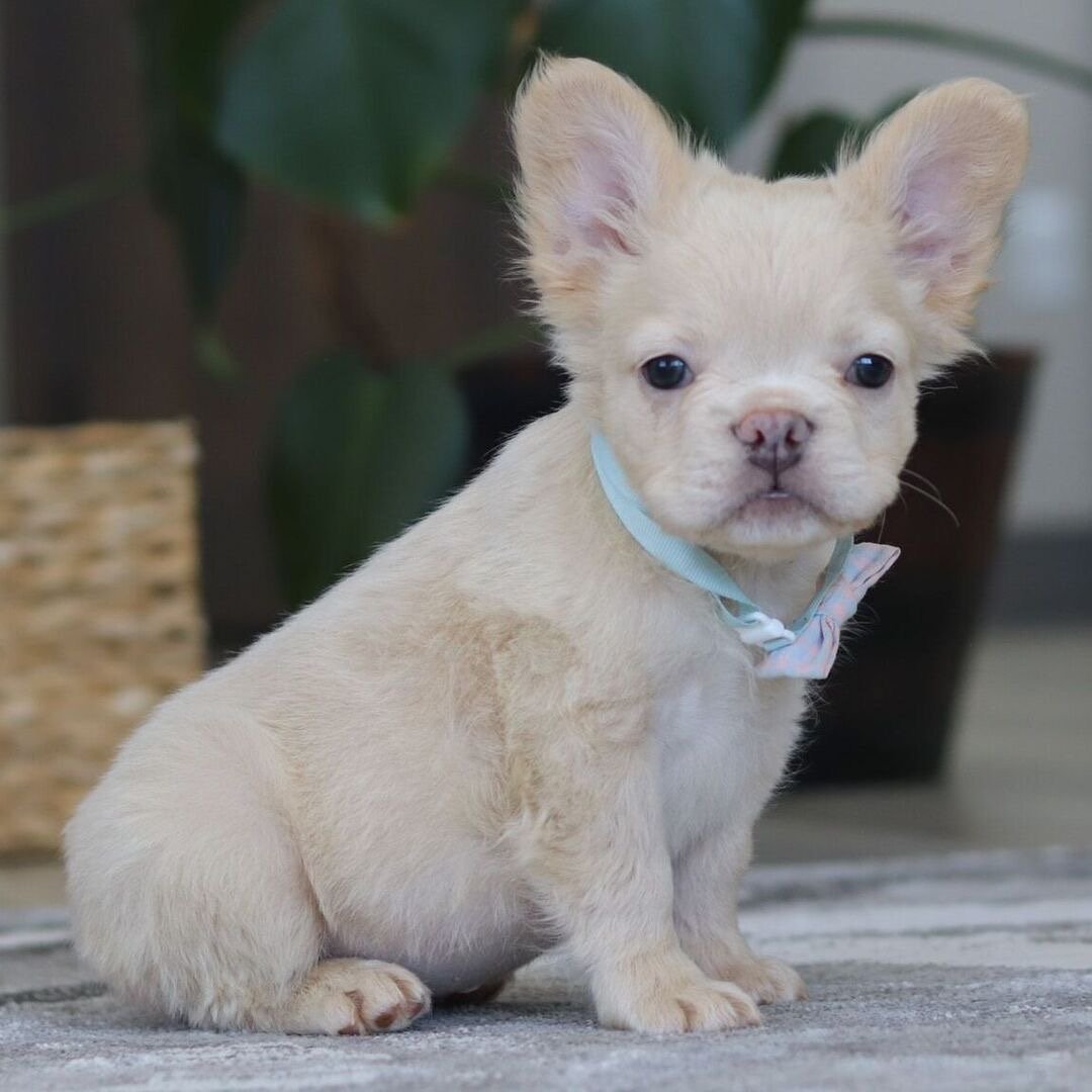 🐾 Hi, I’m Bloom! - Image 2