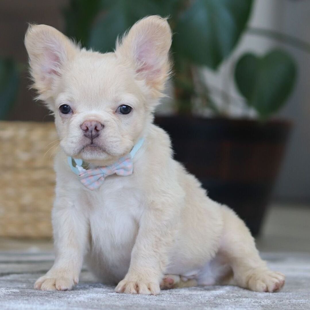 🐾 Hi, I’m Bloom! - Image 3