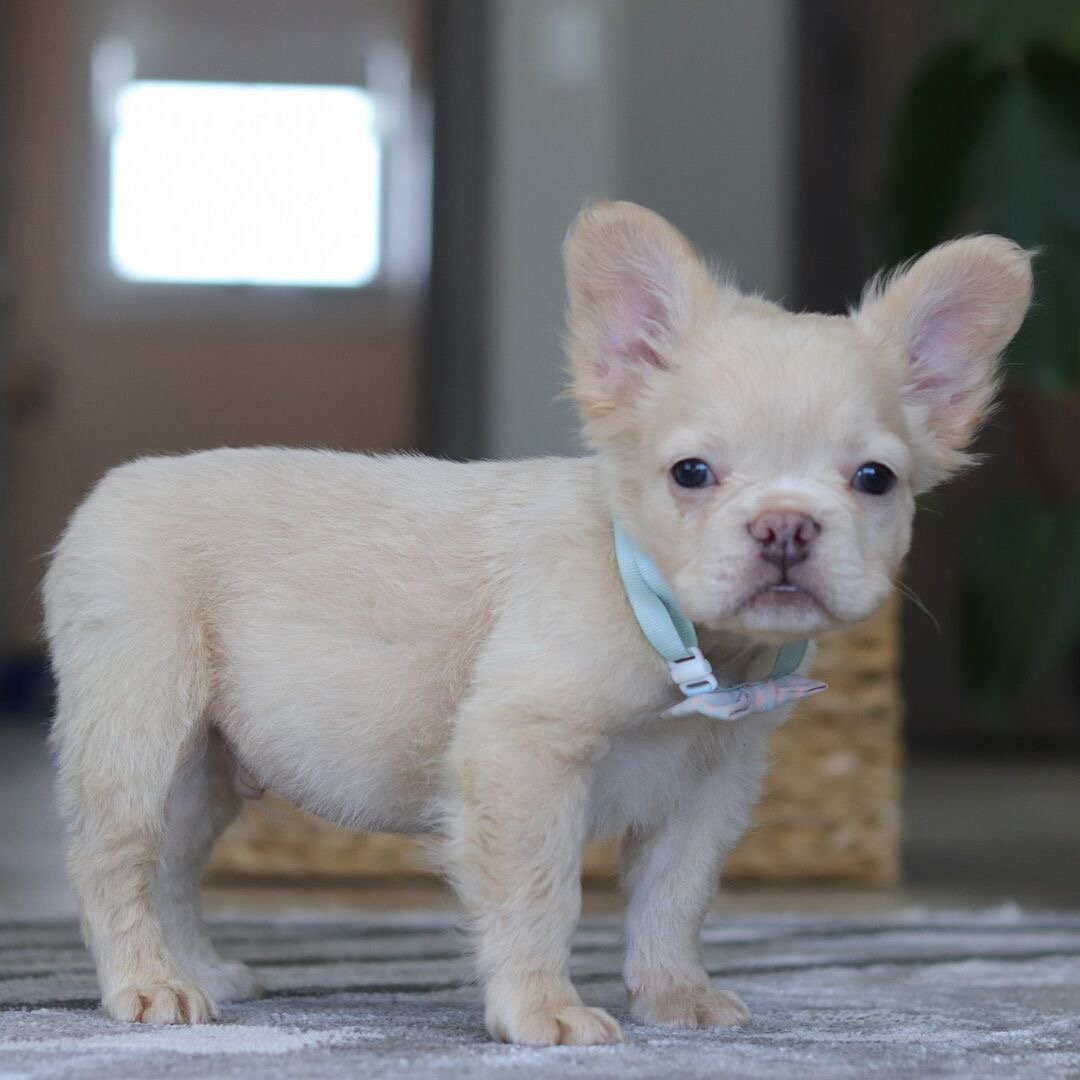 🐾 Hi, I’m Bloom! - Image 4