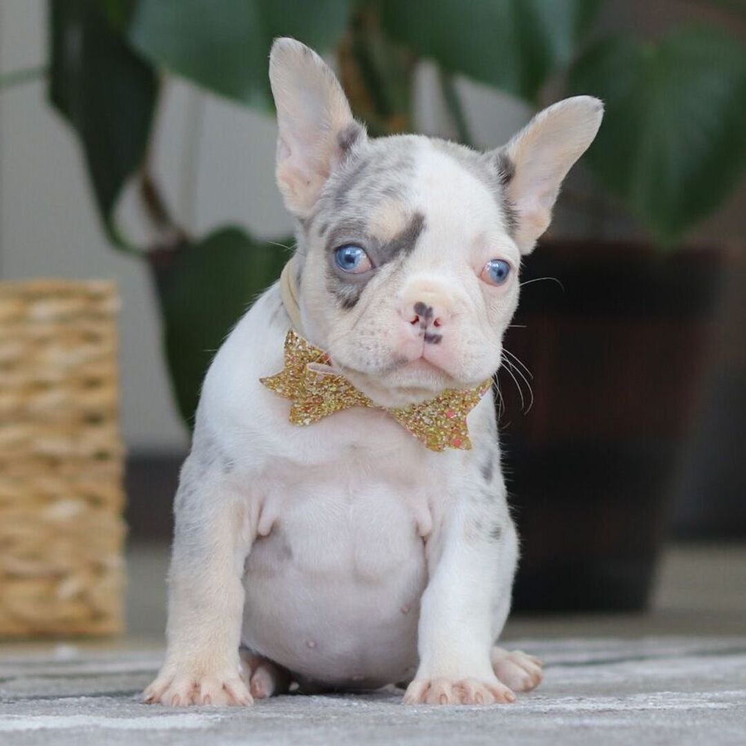 🐾 Hi, I’m Bailey!