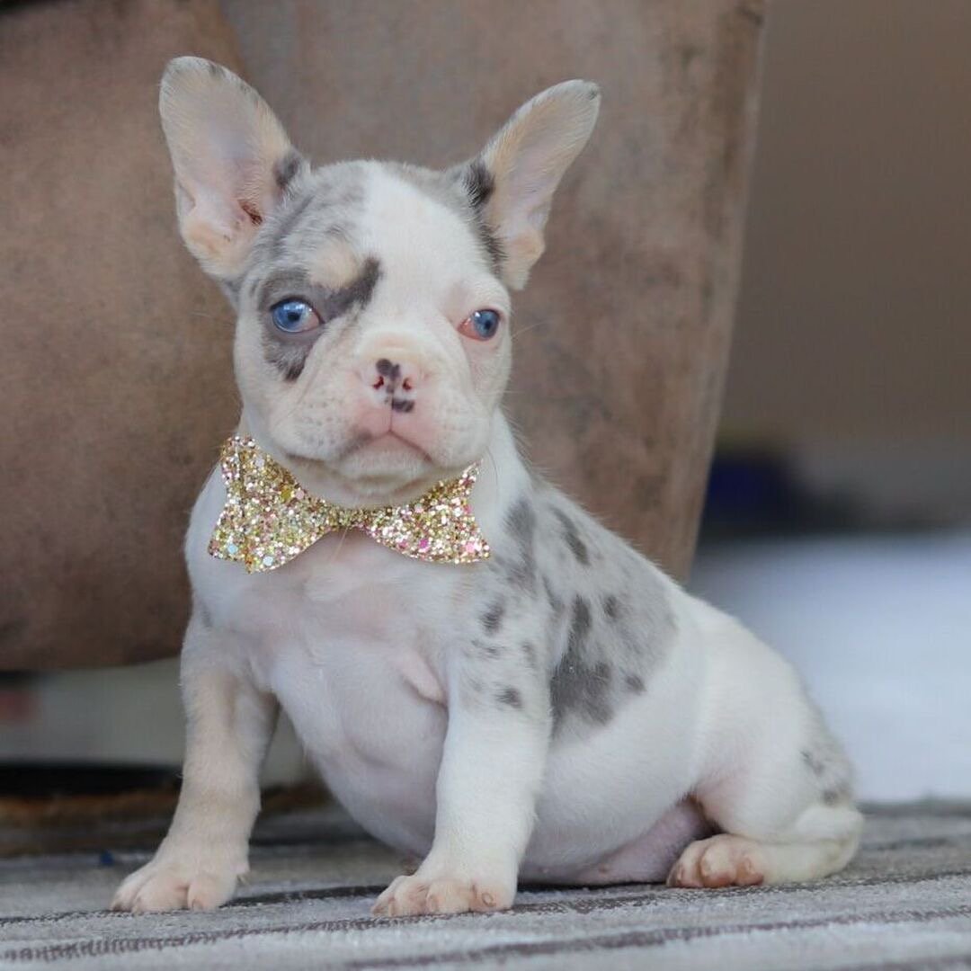 🐾 Hi, I’m Bailey! - Image 3