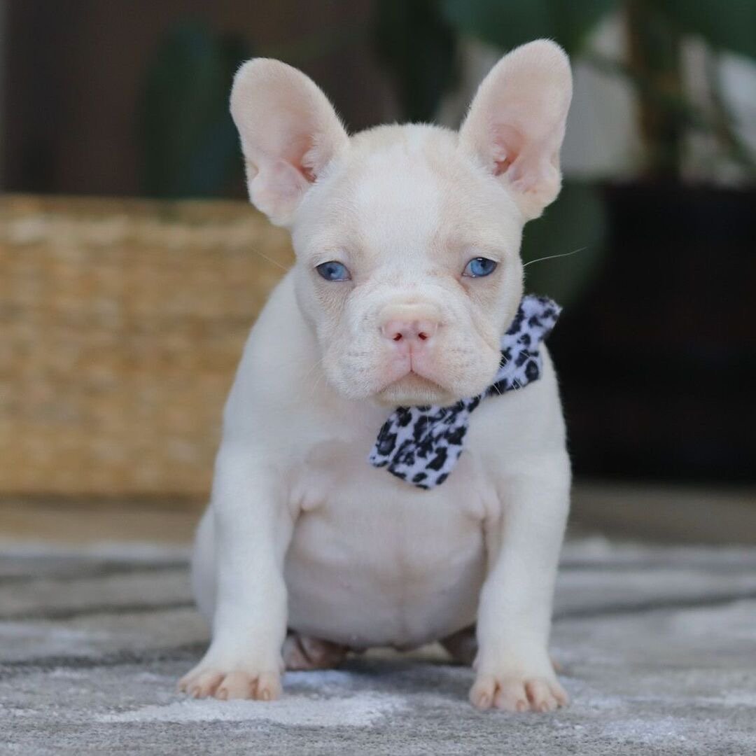 🐾 hi, i’m bloom!