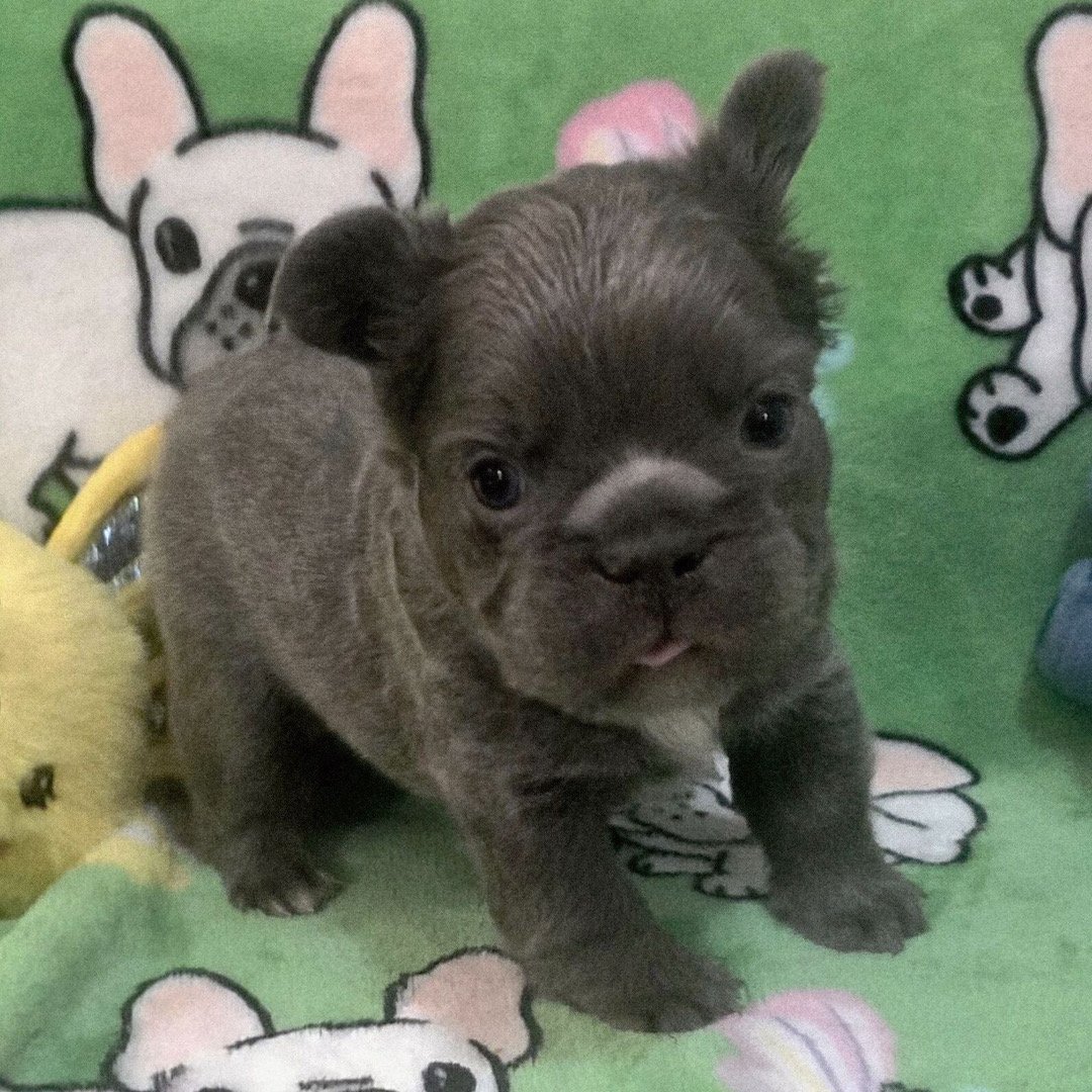 🐾 Hi, I’m Kingg! - Image 5