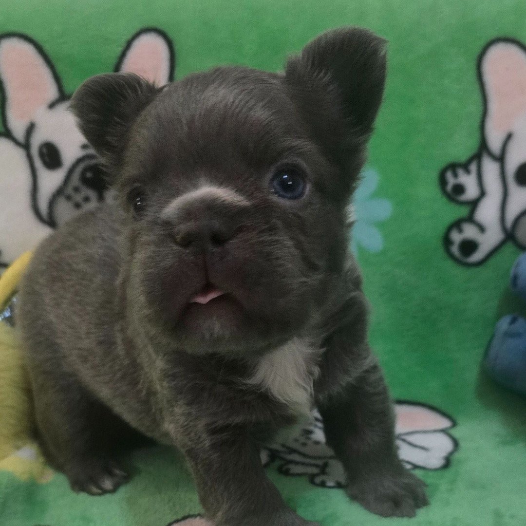 🐾 Hi, I’m Kingg! - Image 2