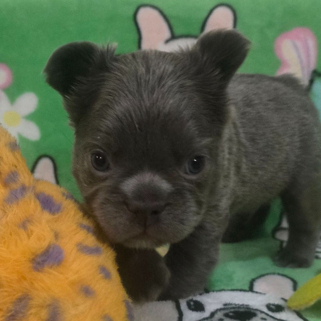 🐾 Hi, I’m Kingg! - Image 3