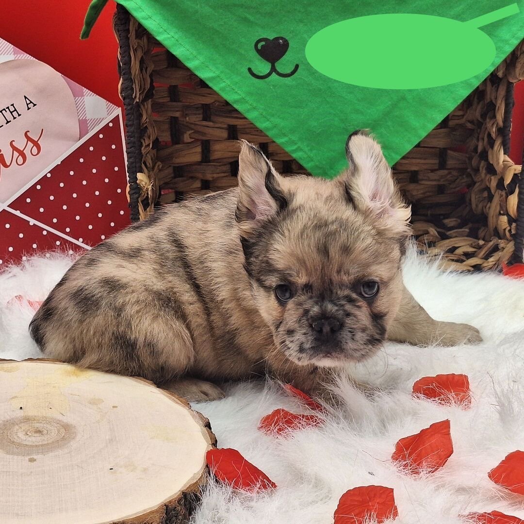 🐾 Hi, I’m Nicolas!