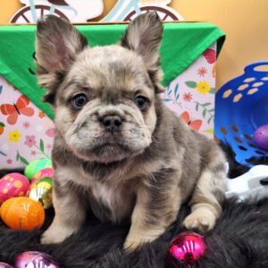 🐾 hi, i’m lilly!