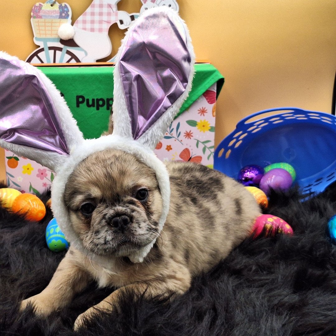 🐾 Hi, I’m Disyang!