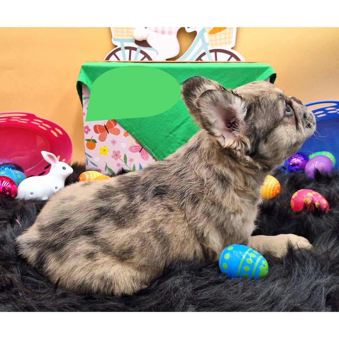 🐾 Hi, I’m Disyang! - Image 3