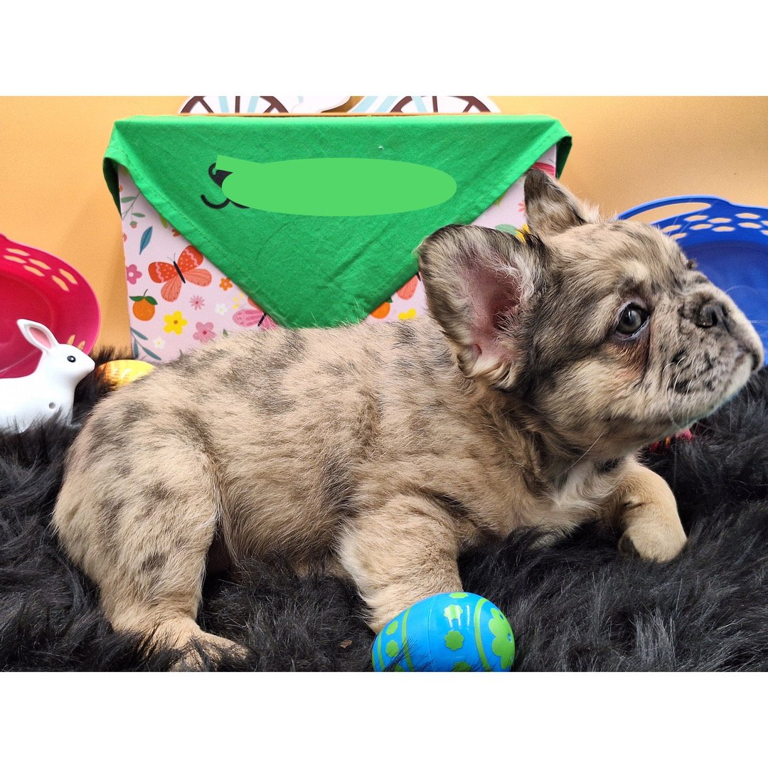 🐾 Hi, I’m Disyang! - Image 4