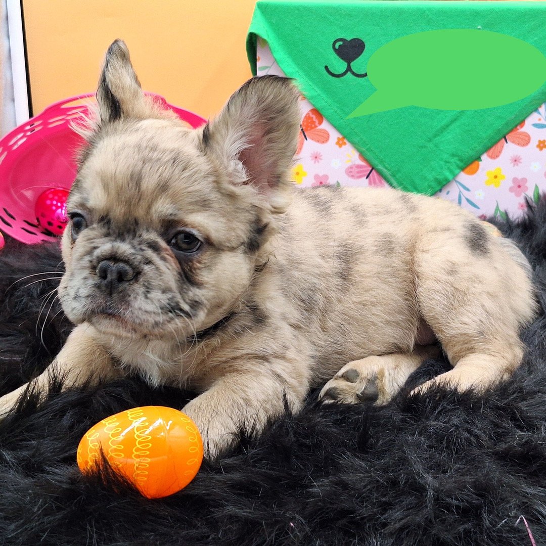 🐾 Hi, I’m Disyang! - Image 2