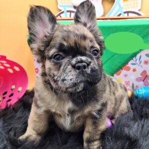 🐾 Hi, I’m Tulip!