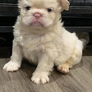 🐾 hi, i’m kingg!