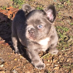 🐾 hi, i’m trigger!