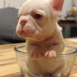 🐾 Hi, I’m Bella!🐶❤️