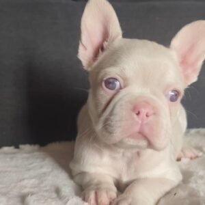 🐾 hi, i’m ange!