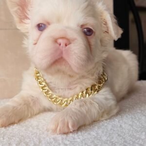 🐾 hi, i’m zeus!