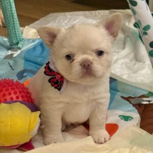 🐾 hi, i’m luna!