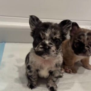 🐾 hi, i’m milo!