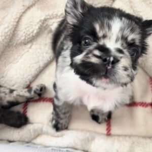 🐾 hi, i’m molly!